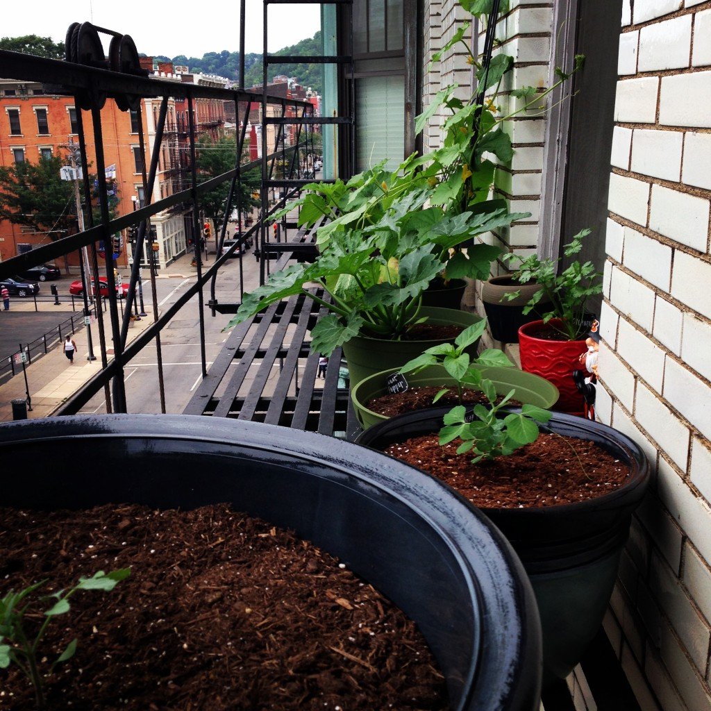 #Watermelon #Salad: the cilantro came from my fire escape garden #GrilledWatermelonSalad