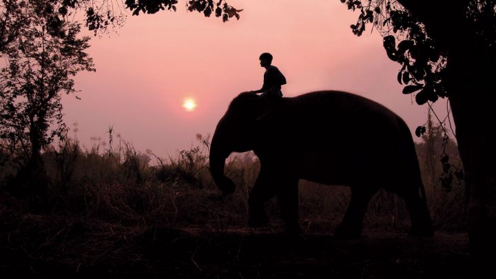 Elephant Trek at Four Seasons Tented Camp Golden Triangle #thailand #travel #hotels #fourseasons