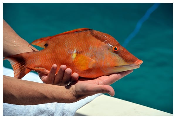 Freshly Caught Hogfish | Where to Eat in Islamorada