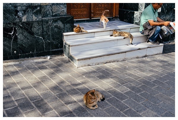 cats on istanbul grand bazaar tour