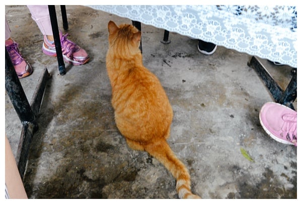 cats on Istanbul Grand Bazaar Tour