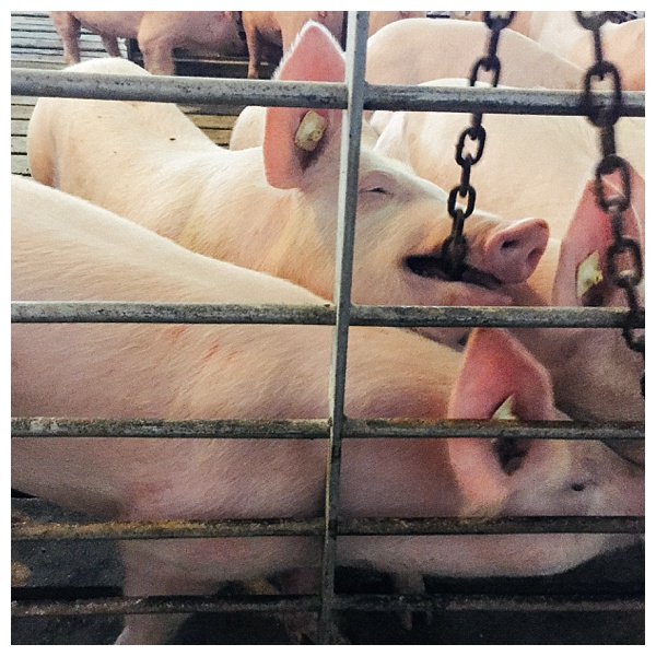 Ohio Pig Farm Visit in Clinton County, Ohio