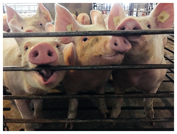 Ohio Pig Farm Visit in Clinton County, Ohio