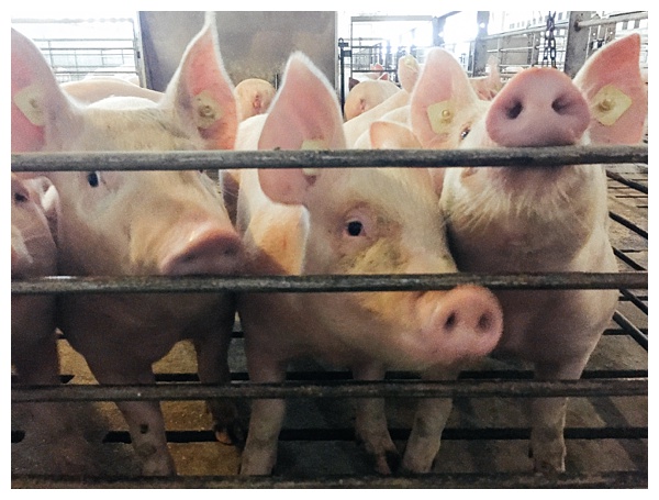 Ohio Pig Farm Visit in Clinton County, Ohio