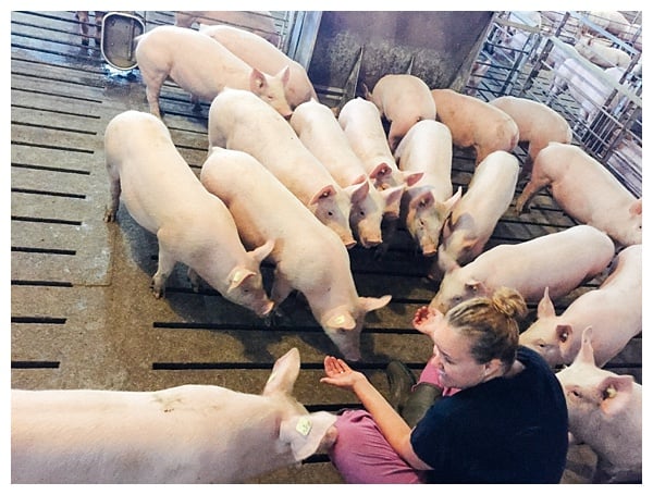 Ohio Pig Farm Visit in Clinton County, Ohio