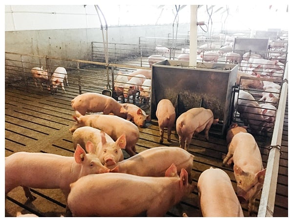 Ohio Pig Farm Visit in Clinton County, Ohio