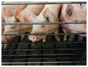 Ohio Pig Farm Visit in Clinton County, Ohio