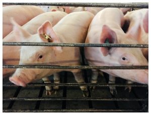 Ohio Pig Farm Visit in Clinton County, Ohio